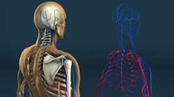 Human Anatomy by Stefan1502 on DeviantArt